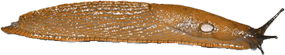Slug